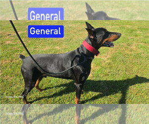 Doberman Pinscher Dogs for adoption in Foristell, MO, USA