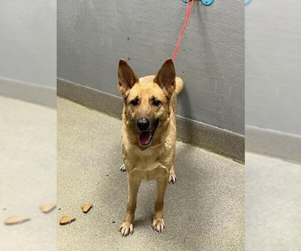 Medium Photo #1 German Shepherd Dog-Unknown Mix Puppy For Sale in Las Vegas, NV, USA