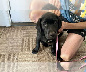 Medium Labrador Retriever Mix