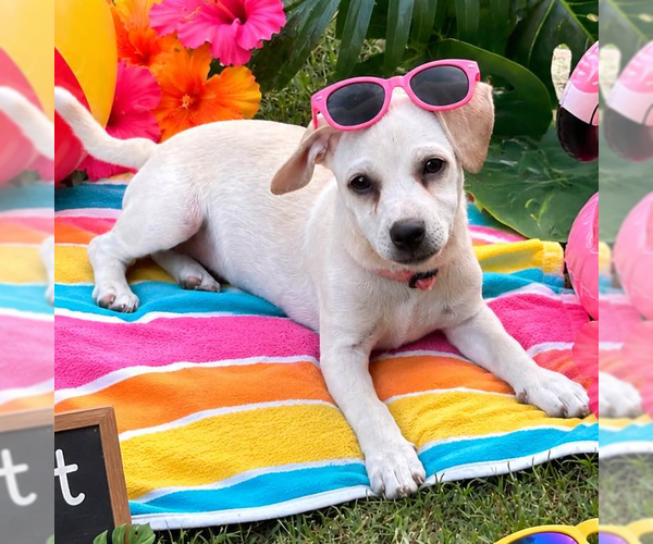 Medium Photo #2 Chihuahua Puppy For Sale in Yardley, PA, USA