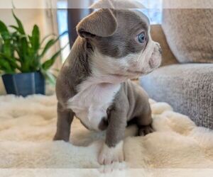 Medium Faux Frenchbo Bulldog