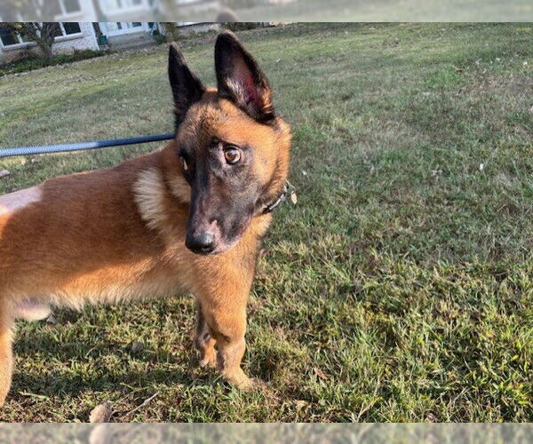 Medium Photo #3 Mutt Puppy For Sale in Stevens Point, WI, USA