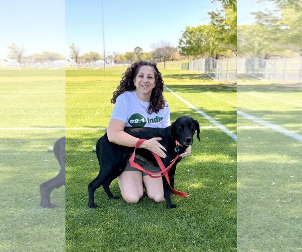 Medium Photo #4 Mutt Puppy For Sale in Euless, TX, USA