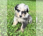 Puppy Prince Australian Shepherd