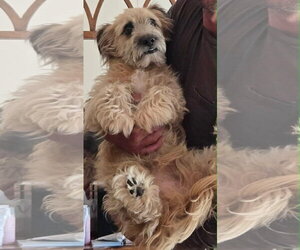 Mutt Dogs for adoption in Holly Springs, NC, USA