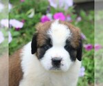 Small Photo #4 Saint Bernard Puppy For Sale in MARIETTA, PA, USA