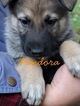 Small Photo #2 German Shepherd Dog Puppy For Sale in SCHELL CITY, MO, USA