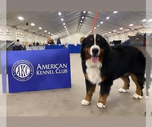 Father of the Bernese Mountain Dog puppies born on 07/16/2025