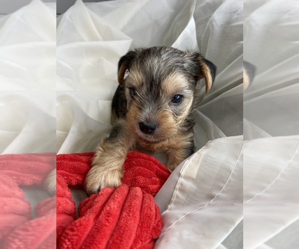 Medium Photo #2 Yorkshire Terrier Puppy For Sale in ROCK HILL, SC, USA