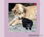 Small #2 Poodle (Toy)-Yorkshire Terrier Mix
