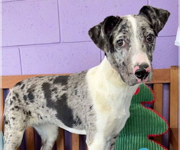 Medium Photo #1 Australian Shepherd-Unknown Mix Puppy For Sale in Genesee, WI, USA