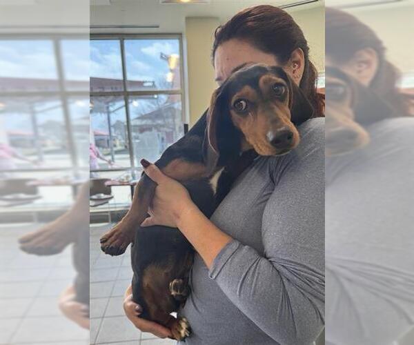 Medium Photo #1 Dachshund-Unknown Mix Puppy For Sale in San Antonio, TX, USA