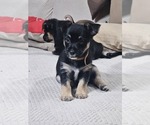 Puppy Smalls Chorkie