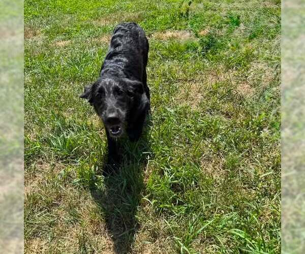 Medium Photo #1 Labrador Retriever-Unknown Mix Puppy For Sale in pomfret, CT, USA