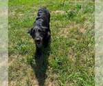 Small Labrador Retriever Mix