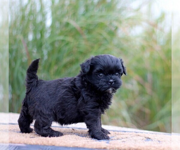 Medium Photo #1 ShihPoo Puppy For Sale in BURLINGTON, IA, USA