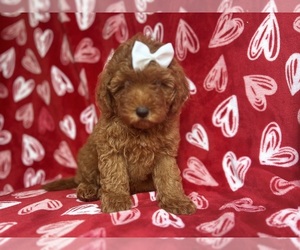 Goldendoodle (Miniature) Puppy for sale in LAKELAND, FL, USA