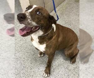 Labrador Retriever-Unknown Mix Dogs for adoption in Conroe, TX, USA