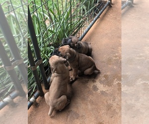 Cane Corso Puppy for sale in TAYLORSVILLE, NC, USA