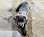 Puppy LT Blue collar Cane Corso