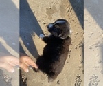 Small Photo #7 Australian Shepherd Puppy For Sale in LUBBOCK, TX, USA