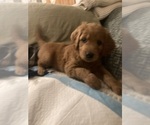 Small Photo #11 Goldendoodle Puppy For Sale in SOUTH SALEM, NY, USA