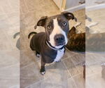 Small #11 American Pit Bull Terrier-Labrador Retriever Mix