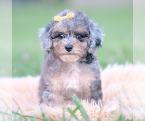 Medium Poodle (Miniature)