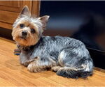 Small Mutt