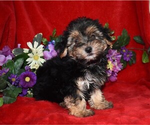 Cavapoo Puppy for sale in BARNESVILLE, KS, USA