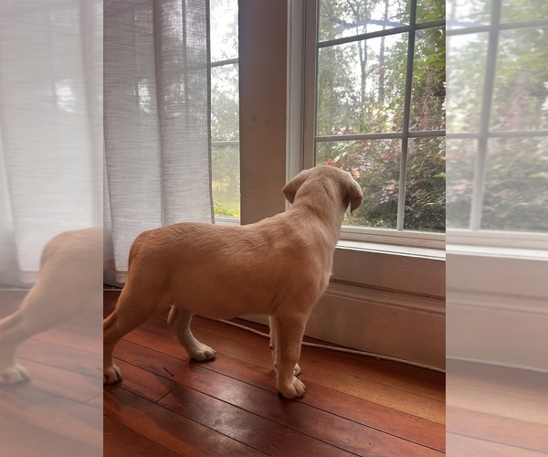 Medium Photo #14 Labrador Retriever Puppy For Sale in LOUISBURG, NC, USA