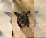 Small Photo #5 French Bulldog Puppy For Sale in LANCASTER, OH, USA