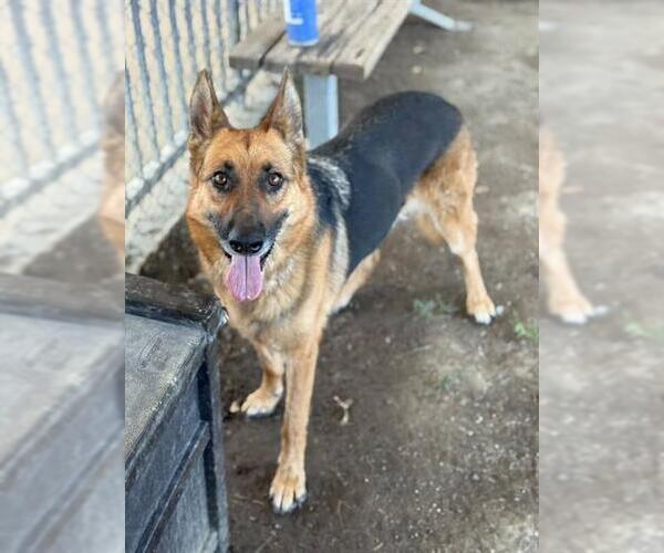 Medium Photo #2 German Shepherd Dog Puppy For Sale in Riverside, CA, USA