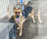 Small #1 German Shepherd Dog