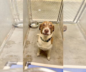 Labbe Dogs for adoption in Crystal, MN, USA