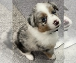 Small Photo #4 Australian Shepherd Puppy For Sale in PLATTE CITY, MO, USA