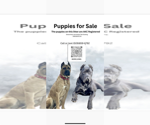 Cane Corso Puppy for sale in ELLENSBURG, WA, USA