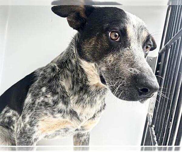 Medium Photo #1 Mutt Puppy For Sale in Houston, TX, USA