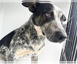 Mutt Dogs for adoption in Houston, TX, USA