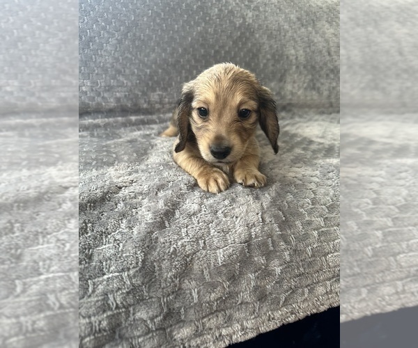 Medium Photo #14 Dachshund Puppy For Sale in MEMPHIS, TN, USA