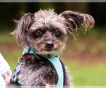Small #3 Mutt