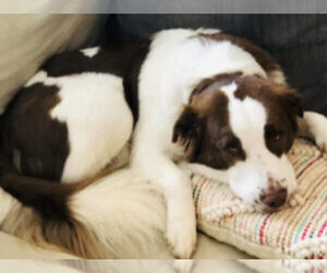 Australian Shepherd-Saint Bernard Mix Dog for Adoption in NASHVILLE, Tennessee USA
