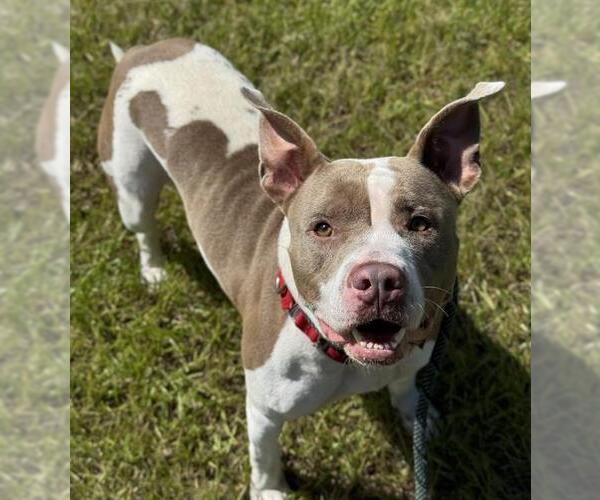 Medium Photo #1 American Staffordshire Terrier Puppy For Sale in Fort Lauderdale, FL, USA