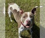 Small American Staffordshire Terrier