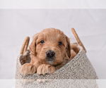 Puppy Aurora Goldendoodle (Miniature)