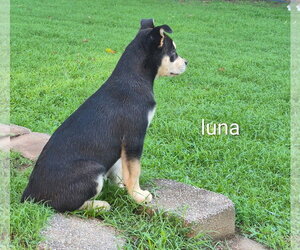 Luna ~ meet me! - Female Aussie Siberian Dog for Adoption - Photo #2