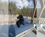 Puppy 2 Labradoodle