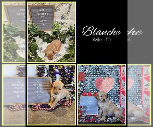 Medium Photo #11 Golden Retriever Puppy For Sale in WIGGINS, MS, USA