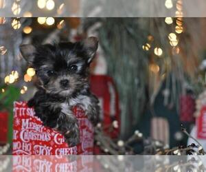 Yorkshire Terrier Puppy for sale in WEST PALM BEACH, FL, USA
