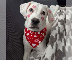 Boxer-Unknown Mix Dogs for adoption in Brooklyn Center, MN, USA